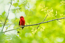 Scarlet tanager (Piranga olivacea) male singing perched amongst spring foliage, Dryden, New York, USA, May.