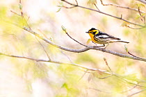 Blackburnian warbler (Dendroica fusca) male in breeding plumage, on branch with  newly-emerging leaves in spring, near Salamanca, New York, USA, May.