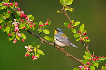 Northern parula (Parula americana) male singing from  flowering crabapple (Malus sp.) tree in spring, near Salamanca, New York, USA, May 2022,