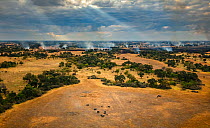 A breeding herd of African savanna elephants (Loxodonta africana) navigates burning floodplains, Okavango Delta, Botswana. Fires are started by people in the dry season to burn the grass and make it e...