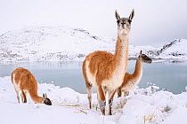 Adult Guanacos (Lama guanicoe) grazing in deep snow near Lago Pehoe, Torres del Paine National Park, Chile, July.