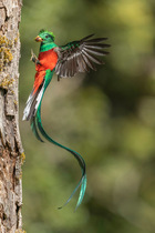 Resplendent quetzal (Pharomachrus mocinno) male arriving with food at nest hole in cloudforest, Cerro de la Muerte, Costa Rica.
