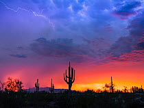 Monsoon storm clouds with lightning at sunset, Saguaro cacti silhouetted and Picacho Peak on the horizon. Sonoran Desert, Arizona, USA. July