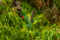 Mealy Amazon parrot (Amazona farinosa) in flight through rainforest canopy, Tiputini Biodiversity Station, Orellana Province, Ecuador.