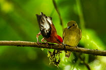 Pair of Club-winged manakins (Machaeropterus deliciosus) perched on branch, male performing courtship behaviour and calling, Milpe Cloudforest Reserve, Pichincha, Ecuador.