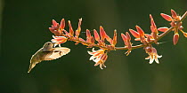 Costa's hummingbird (Calypte costae) female, nectaring on Hesperaloe flower (Hesperaloe funifera x Hesperaloe parviflora), Coachella Valley, California, USA. April.