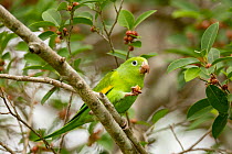 Yellow-chevroned parakeet (Brotogeris chiriri) perched on branch feeding on wild figs, Pantanal, Brazil.