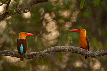 Two Brown-winged kingfishers (Halcyon amauroptera) perched on branch, possibly beginning of courtship behavior, Sundarbans, Khulna Province, Bangladesh.
