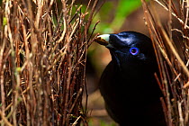Satin bowerbird (Ptilonorhynchus violaceus minor) male, "painting" the inner walls of the bower with masticated plant matter using its beak, Atherton Tablelands, Queensland, Australia.