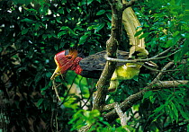 Helmeted hornbill (Rhinoplax vigil) male,  perched on branch with large stick insect in beak, Budo-Sungai Padi National Park, Narathiwat, Thailand.