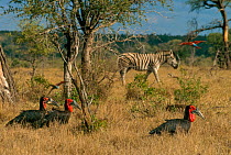Three Southern ground hornbills (Bucorvus cafer) walking through savanna grassland, with Zebra (Equus sp.) in background,  Kruger National Park, Republic of South Africa.