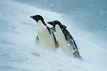Two Adelie penguins (Pygoscelis adeliae) helping each other walk uphill in a snowstorm, Joinville Island, Antarctica.