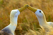 Pair of Waved albatross (Phoebastria irrorata) performing the beak clapping courtship behavior, Espanola Island, Galapagos Islands.