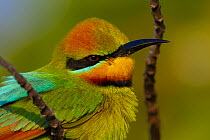 Rainbow bee-eater (Merops ornatus) head portrait, Johnson Islet, Torres Strait Islands, Queensland, Australia.