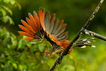 Hoatzin (Opisthocomus hoazin) perched on branch, flapping its wings, above Anangu creek, Yasuni National Park, Francisco de Orellana Province, Ecuador.