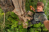 Photographer Tim Laman using ropes to climb up the side of a giant Dipterocarp tree (Shorea sp.) with a Strangler fig (Ficus dubia) growing on it, Tim's blind is partly visible in the upper part...