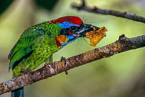 Red-crowned barbet (Megalaima rafflesii) perched on branch eating a fig in the rainforest, Gunung Palung National Park, West Kalimantan, Borneo.