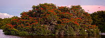 Flock of Scarlet ibises (Eudocimus ruber) roosting in Red mangrove (Rhizophora mangle) on a small island, Caroni Bird Sanctuary, Caroni Swamp, Trinidad, Trinidad and Tobago.