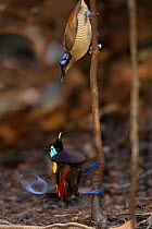 Pair of Wilson's birds of paradise (Cicinnurus respublica), male performing courtship display to female from a small sapling in the middle of his display court, Batanta Island, West Papua, Indone...