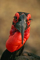 Southern ground hornbill (Bucorvus cafer) with red facial skin and neck, head portrait, Kruger National Park, Republic of South Africa.