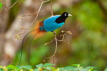 Blue bird of paradise (Paradisaea rudolphi) male, perched on branch, Tari Valley vicinity, Southern Highlands Province, Papua New Guinea.