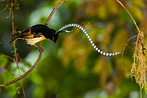 King of Saxony bird of paradise (Pteridophora alberti) male, courtship display, performing a bouncing practice display that waves his head plumes to attract females, Southwestern slopes of Mt. Hagen,...