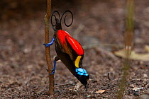 Wilson's bird of paradise (Cicinnurus respublica) male, courtship display, Batanta Island, West Papua, Indonesia.