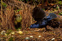 Satin bowerbird (Ptilonorhynchus violaceus minor) male, holding a cicada case in beak, performing courtship display to female who has entered his bower. The bower is decorated with all natural objects...