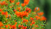 Costa's hummingbird (Calypte costae) female perched among honeysuckle flowers, Coachella Valley, California, USA.
