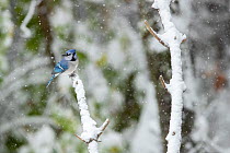 Blue jay (Cyanocitta cristata) perched on branch in woodland edge in snowstorm, Lexington, Massachusetts, USA. October.