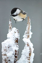Black-capped chickadee (Poecile atricapillus) hopping between snow-covered perches, Lexington, Massachusetts, USA. February.