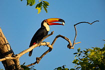 Toco toucan (Ramphastos toco) perched on branch, holding egg in its bill before swallowing it, Pantanal, Brazil.