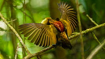 Magnificent bird of paradise (Cicinnurus magnificus) male, spreading wings during preening session near display court, Arfak Mountains, West Papua, Indonesia.