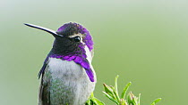 Costa's hummingbird (Calypte costae) male, portrait, showing purple iridescence of head and neck feathers, Coachella Valley, California, USA.