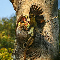 Helmeted hornbill (Rhinoplax vigil) pair, female on right, investigating a possible nest cavity in large forest tree, West Kalimantan, Borneo, Indonesia.