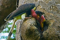 Helmeted hornbill (Rhinoplax vigil) male, passing beakful of figs to his mate inside nest cavity in tree hole, Budo Su-ngai National Park, Thailand.