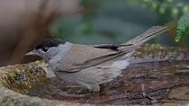 Blackcap (Silvia atricapilla) bathing in a birdbath, Bristol, UK, January.