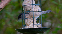 Blackcap (Silvia atricapilla) feeding on fat balls in a bird feeder and pull focus to a Blue tit (Cyanistes caeruleus) that enters frame to feed, Bristol, UK, January.