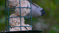 Blackcap (Silvia atricapilla) feeding on fat balls in a bird feeder, Bristol, UK, January.
