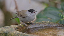 Blackcap (Silvia atricapilla) male drinking from a bird bath, Bristol, UK, January.
