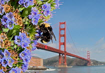 Vosnesensy's bumble bee (Bombus vosnesenskii) and Golden Gate Bridge, San Francisco, California, USA. Highly commended in the Urban Wildlife category of Wildlife Photographer of the Year Competit...