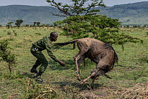 Ranger removing snare from a wildebeest (Connochaetes taurinus), northern Serengeti, Tanzania, Africa. Wildebeest are targeted by poachers with snares made from the wire rims of car tyres. Highly comm...