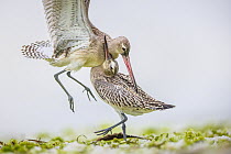 Two Bar-tailed godwits (Limosa lapponica) fighting and jabbing each other over feeding spot, wings flapping, Gulf of Gdansk, Baltic Coast, Poland. September.  Winner of Rising Star Portfolio award at...