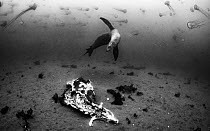 California sea lion (Zalophus californianus) looking down at sea lion carcass on ocean floor as Pacific sea nettles jelllyfish (Chrysaora fuscescens) drift by. Monterey Bay, California, USA, Pacific O...