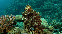 Octopus  on a block of hard coral (Scleractinia sp.) moving tentacles and breathing, Red Sea, Egypt, September.