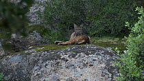 Iberian lynx (Lynx pardinus) male laying down and grooming itself on boulder, Andujar National Park, Jaen province, Andalusia, Spain, August.