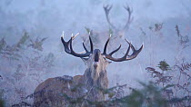 Red deer (Cervus elaphus) stag standing in bracken (Pteridium) bellowing with morning mist moving past and another stag in background, Bushy Park, Surrey, UK, October.