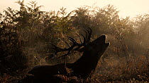 Red deer (Cervus elaphus) stag bellowing and laying down in bracken (Pteridium) on a misty morning, Bushy Park, Surrey, UK, October.
