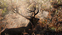 Red deer (Cervus elaphus) stag bellowing and laying down in bracken (Pteridium) on a misty morning, Bushy Park, Surrey, UK, October.