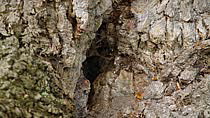 Juvenile Nuthatch (Sitta europaea) emerges from hole and forages on bark of ancient oak tree (Quercus) then exits the frame, Moccas Park National Nature Reserve, Herefordshire, UK. September.